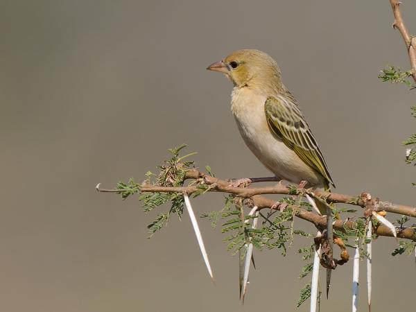<h3><a href="/trips/safari/biota/animalia/chordata/aves/040 passeriformes/114 ploceidae/ploceus velatus/ploceus velatus-en.html">Ploceus&nbsp;velatus</a> / Southern&nbsp;masked&nbsp;weaver / Maskerwever</h3>OM-1 Mark II with OLYMPUS M.150-400mm F4.5 TC, 1/2000 sec at F5.6, ISO 500, distance 19.9&nbsp;m
